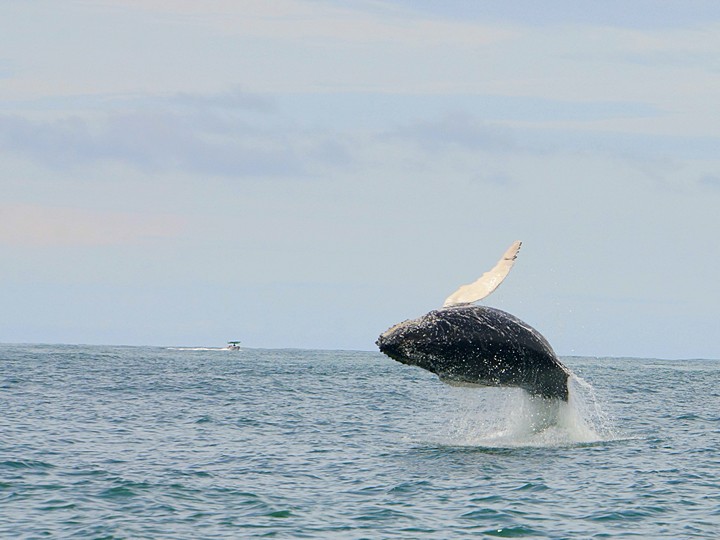 Ballena jorobada saltando en el Parque Marino Ballena