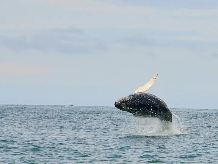 Ballena jorobada saltando en el Parque Marino Ballena